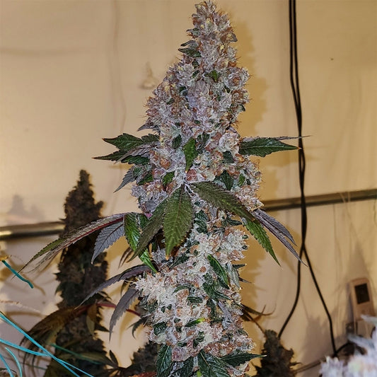 Ethos Genetics Liqueur R1 Feminisierte Blüte