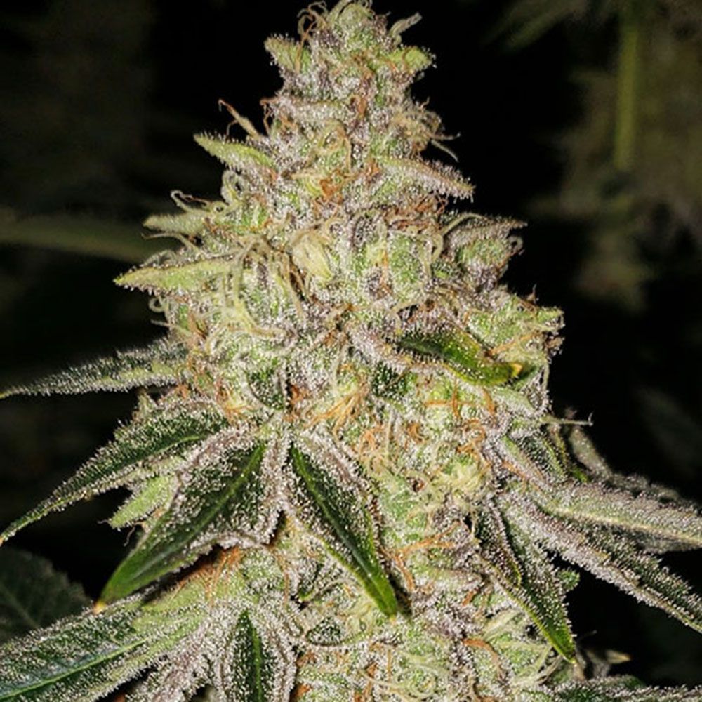 Ethos Genetics Mac n’ Jack R1 Feminisierte Hanfsamen Cannabisblüte