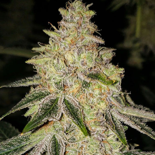 Ethos Genetics Mac n’ Jack R1 Feminisierte Hanfsamen Cannabisblüte