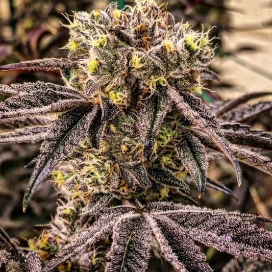 Ethos Genetics All MC Nuggets R1 Feminisierte Blüte