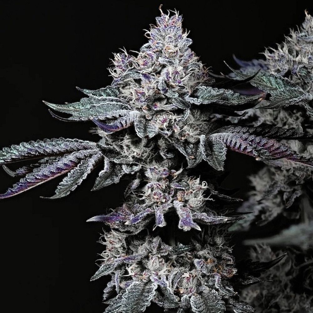 Ethos Genetics Nuggz R1 Feminisierte Hanfsamen Cannabisblüte