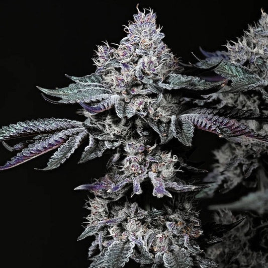 Ethos Genetics Nuggz R1 Feminisierte Hanfsamen Cannabisblüte