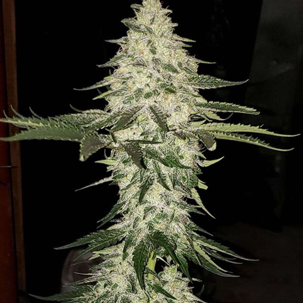 Ethos Genetics Planet of the Grapes Automatic Hanfsamen Cannabisblüte