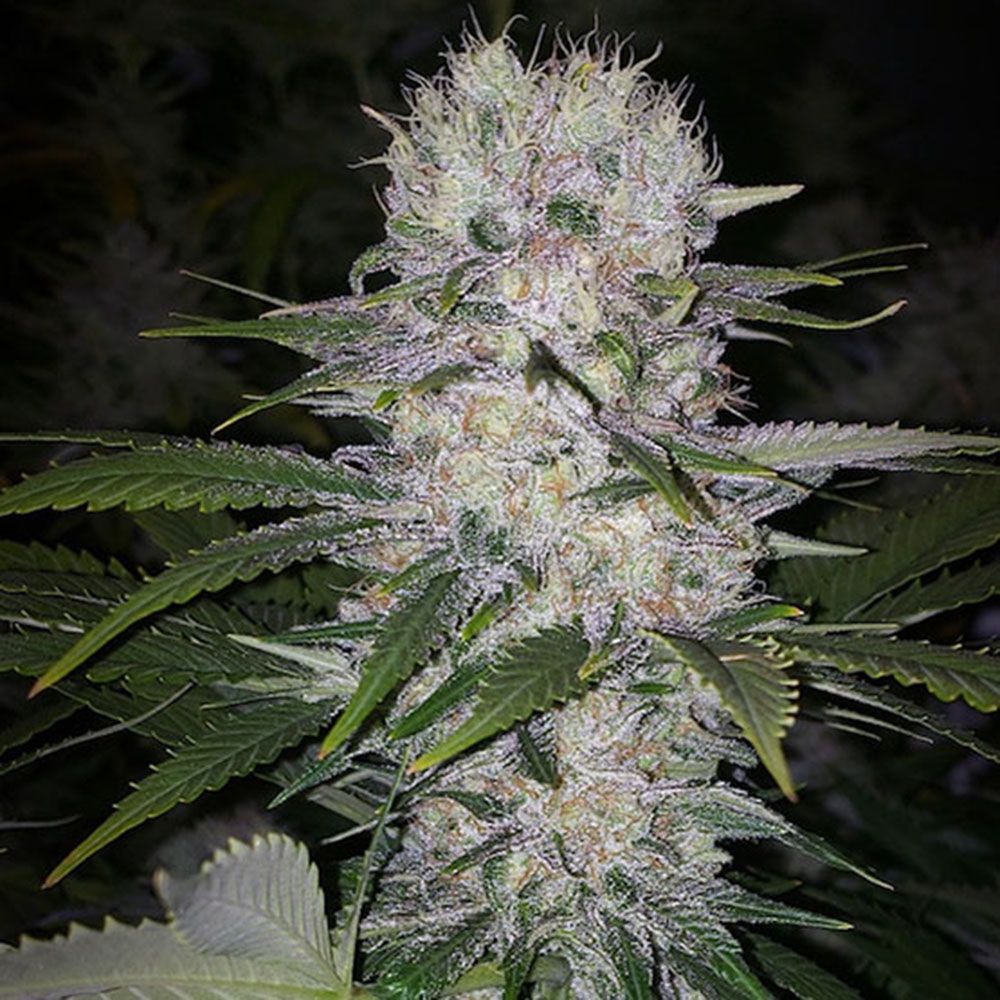 Ethos Genetics Skunk Hero RBX1 Feminisierte Hanfsamen Cannabisblüte