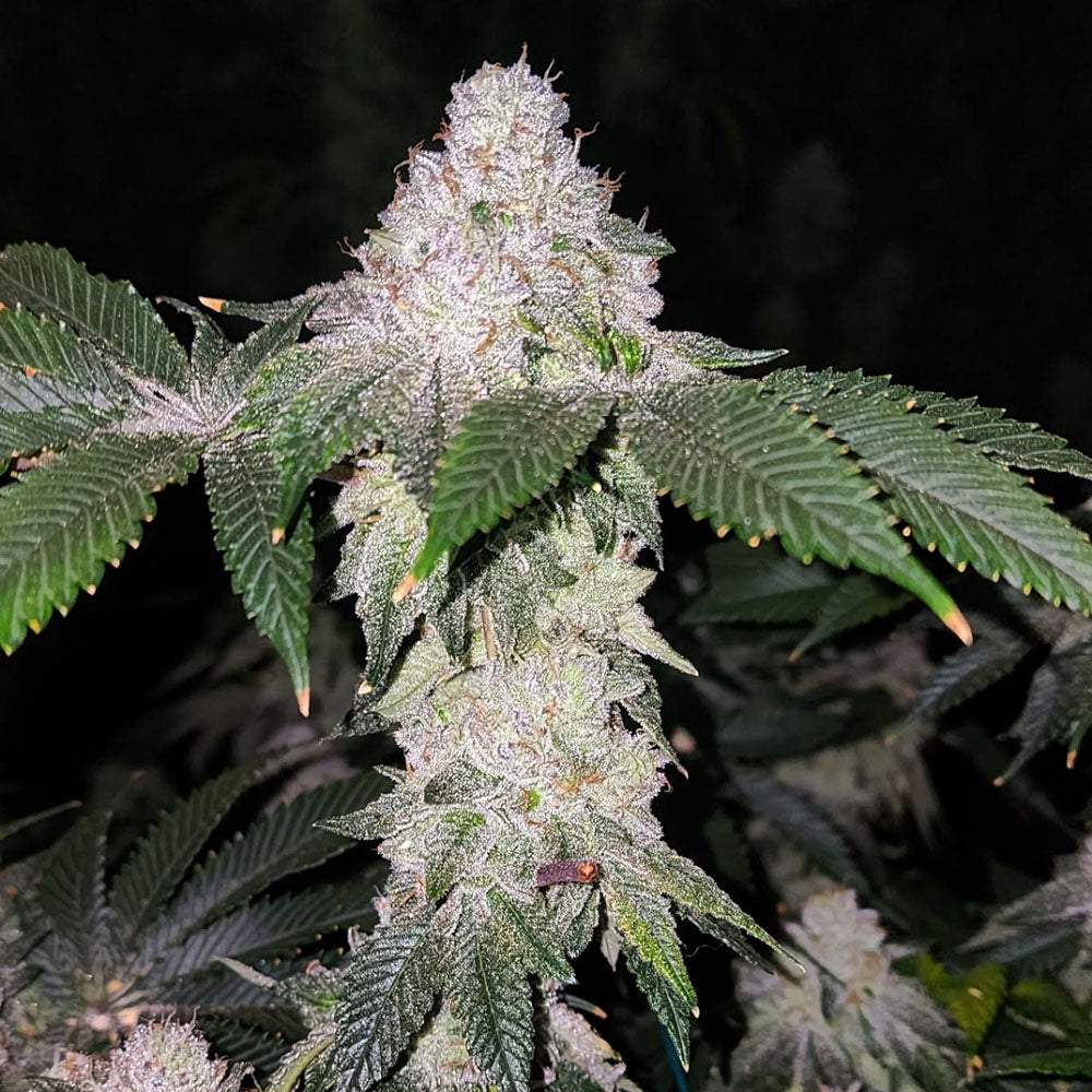 Ethos Genetics Wrank S1 Feminisierte Blüte