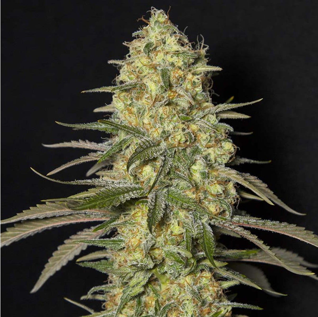 Black Dream feminisierte Cannabissamen