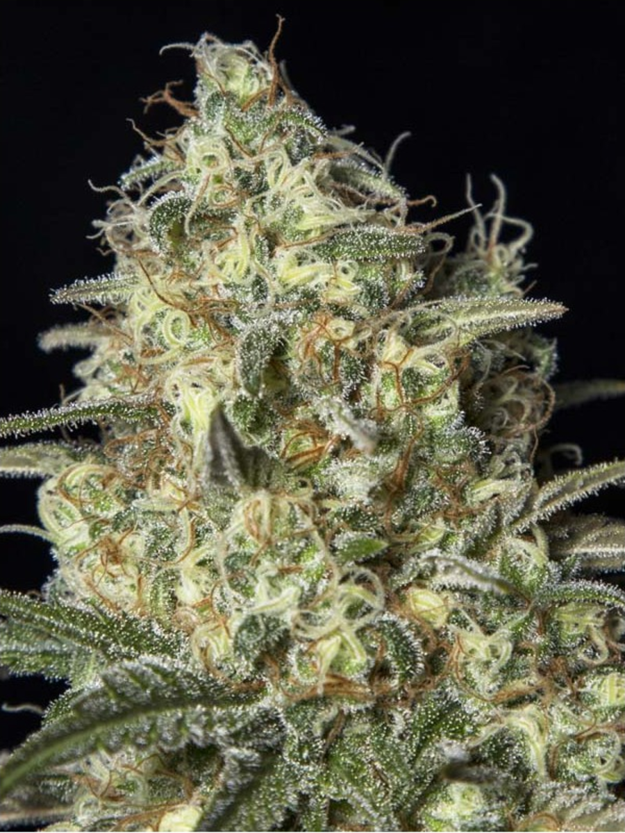 EVA Seeds Black Dream Feminisierte Hanfsamen