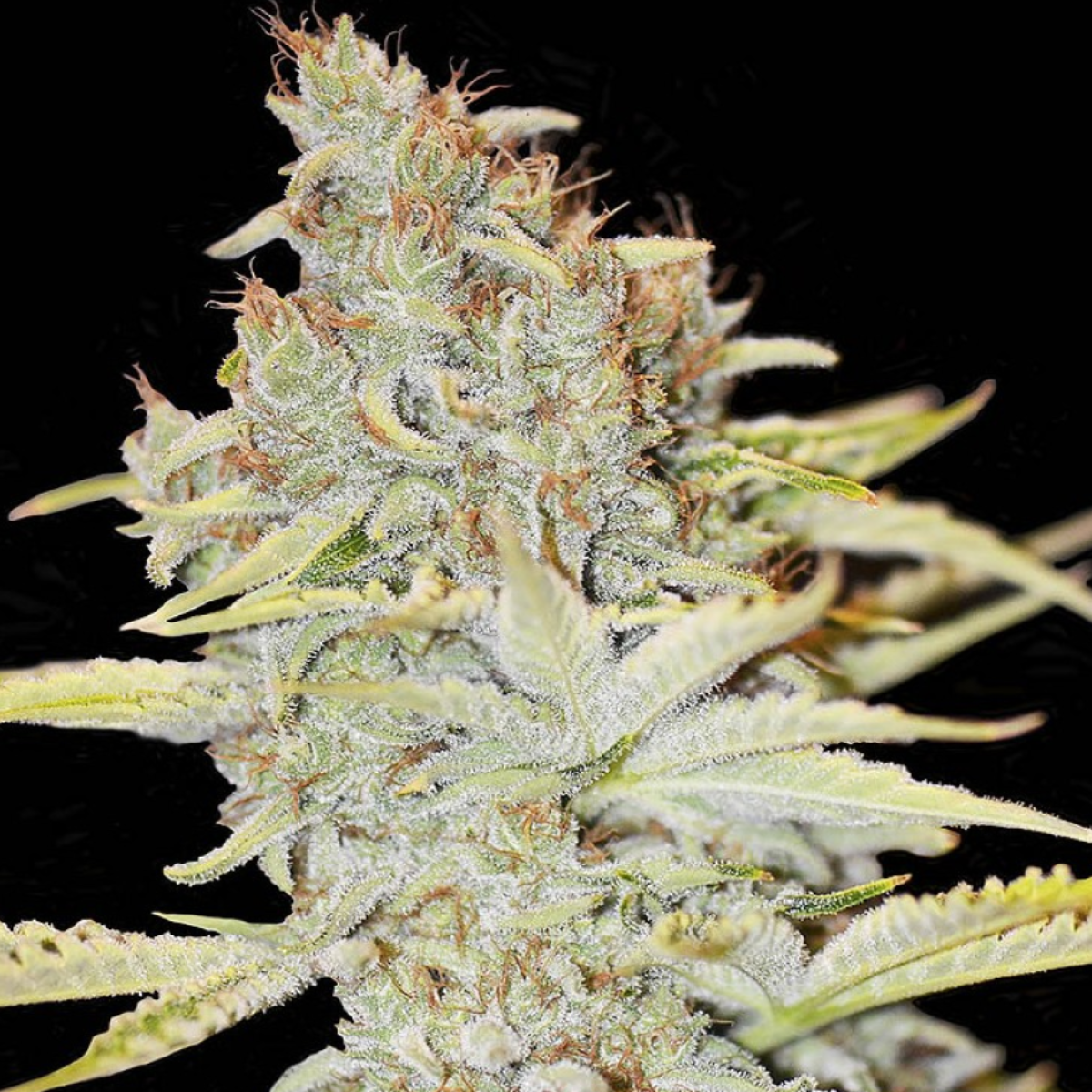 eva-seeds-furious-candy-feminisierte-hanfsamen