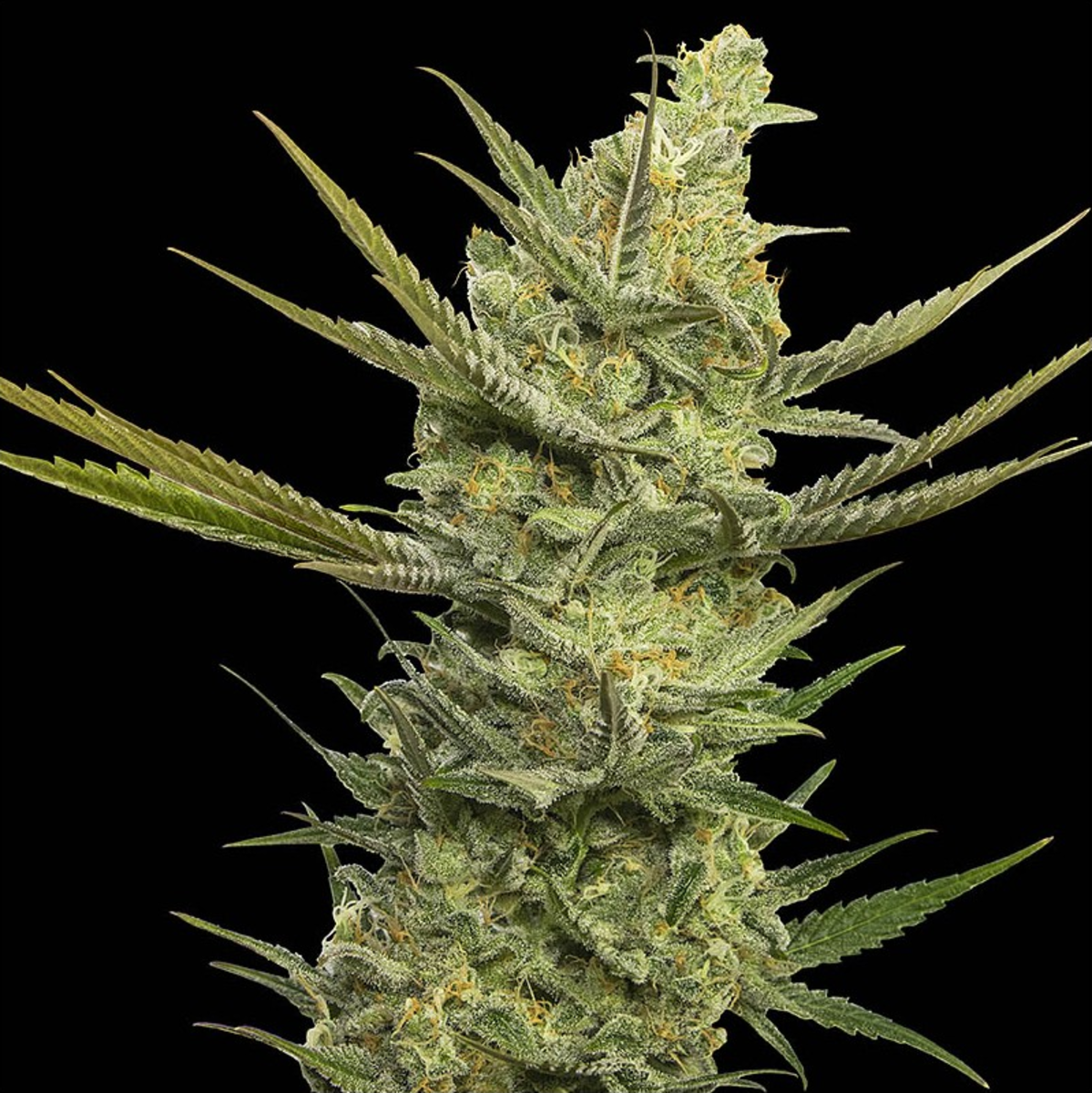 Gipsy Haze feminisierte Cannabissamen