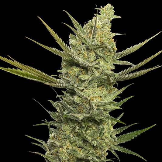 Gipsy Haze feminisierte Cannabissamen