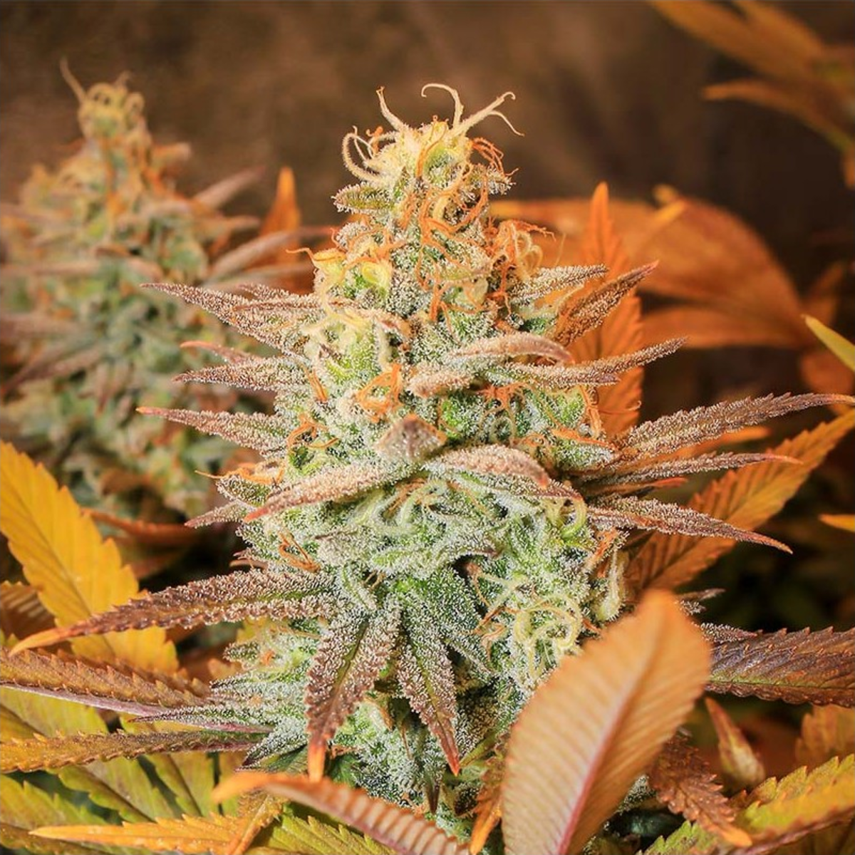 EVA Seeds Gipsy Haze Feminisierte Hanfsamen