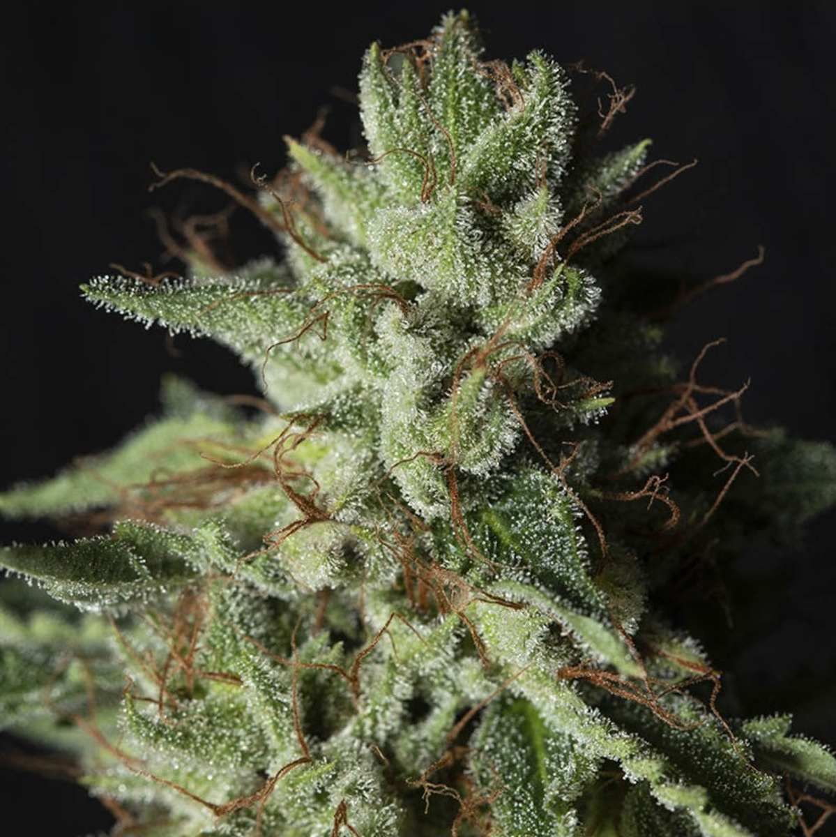 Gorilla Candy feminisierte Cannabissamen