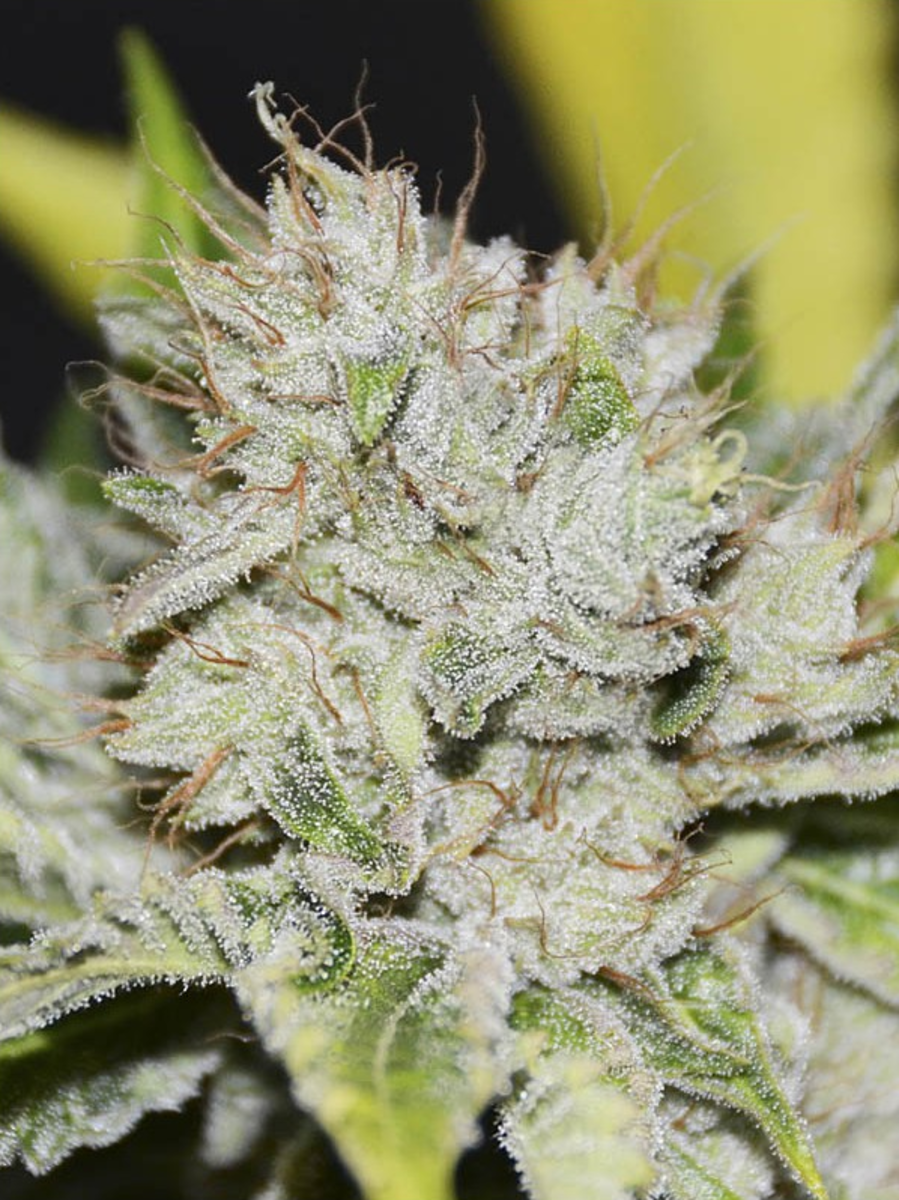 EVA Seeds Gorilla Candy Feminisierte Hanfsamen
