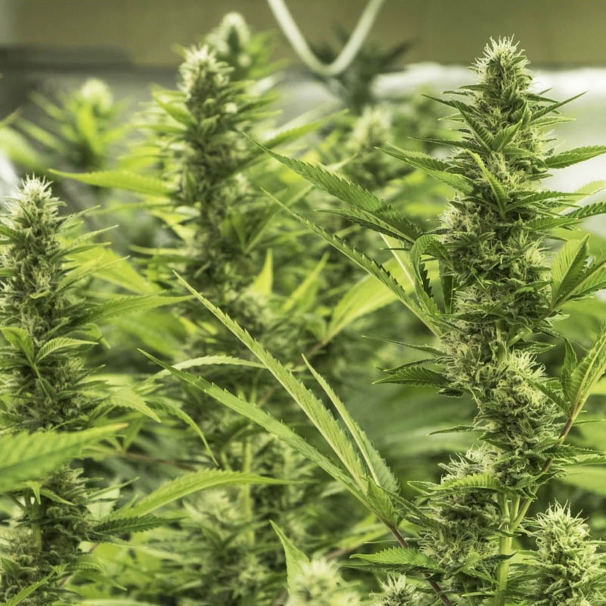 EVA Seeds High Level Feminisierte Hanfsamen