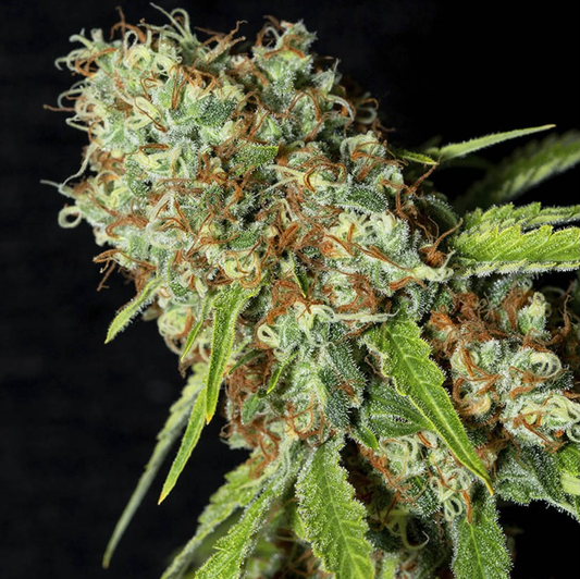 Jamaican Dream CBD feminisierte Cannabissamen