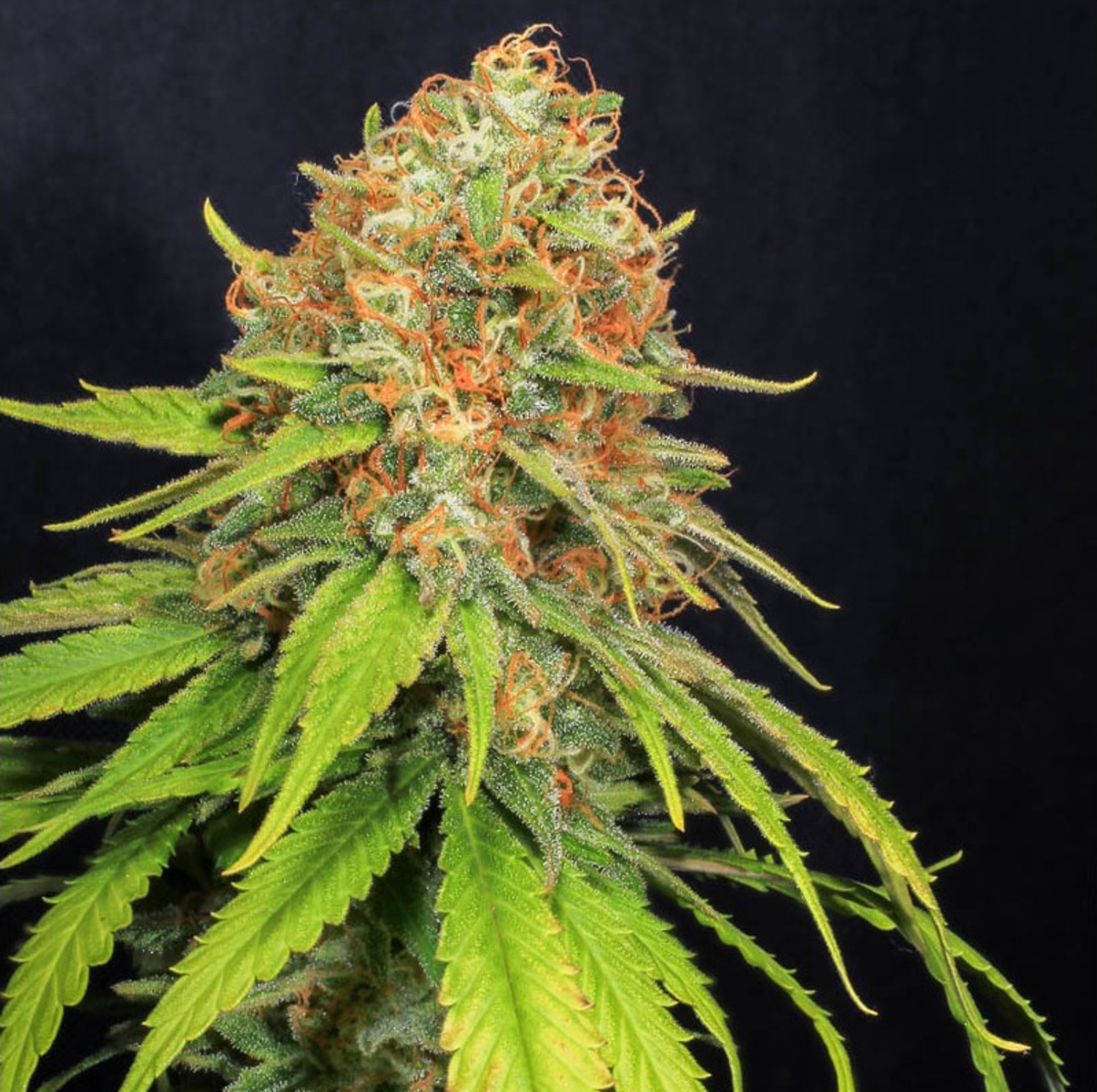 EVA Seeds Jamaican Dream CBD Feminisierte Hanfsamen