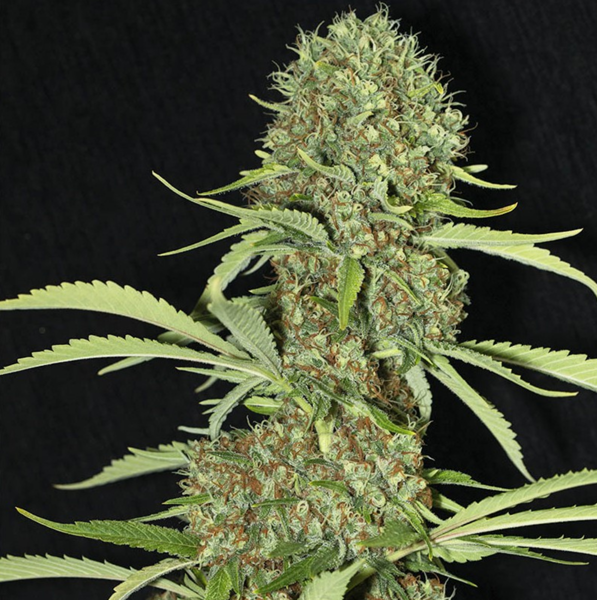 Jamaican Dream feminisierte Cannabissamen