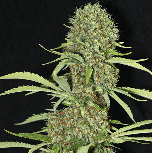 Jamaican Dream feminisierte Cannabissamen