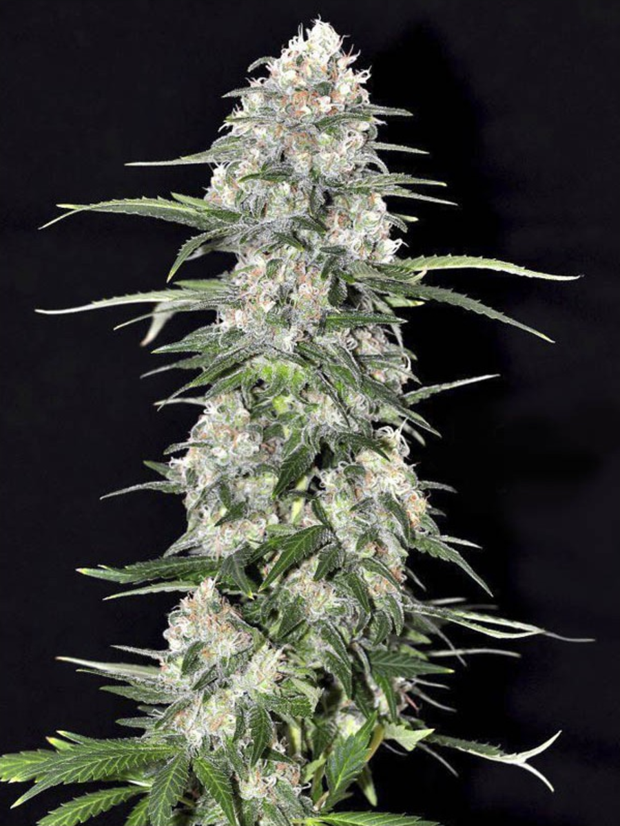 EVA Seeds Jamaican Dream Feminisierte Hanfsamen