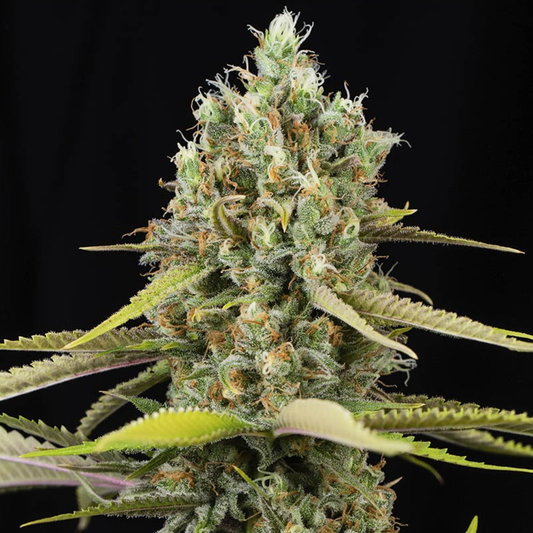 Lemon King feminisierte Cannabissamen