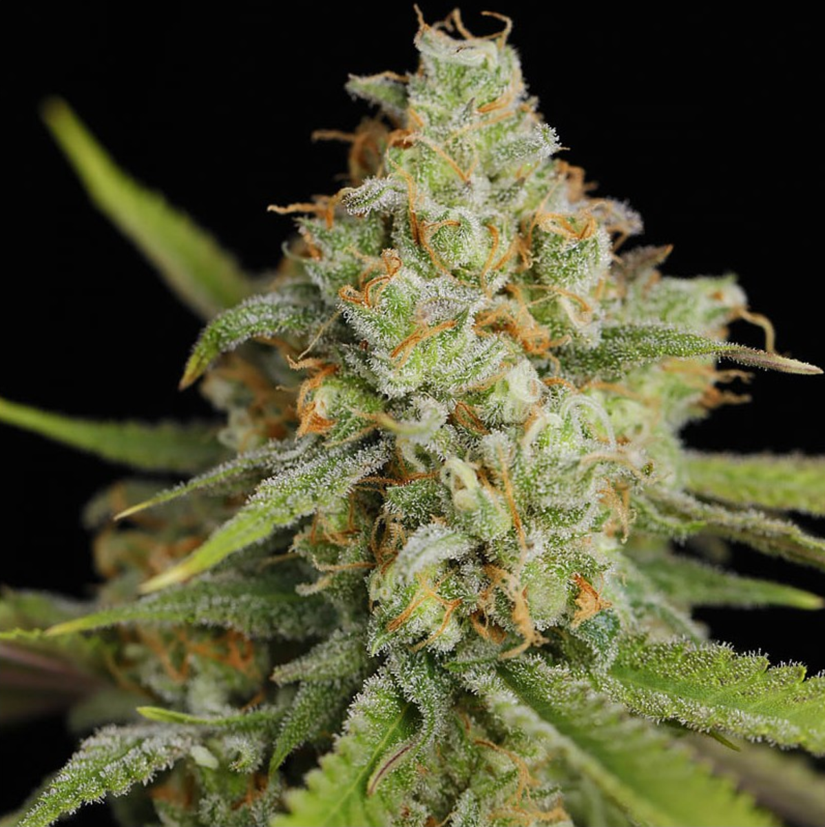 EVA Seeds Lemon King Feminisierte Hanfsamen