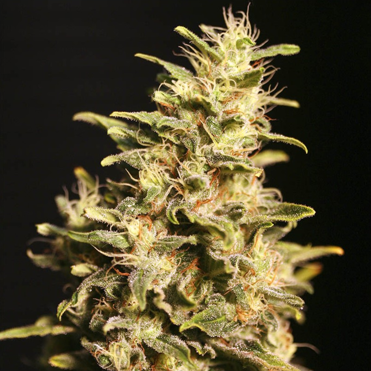 Missing in Barcelona feminisierte Cannabissamen