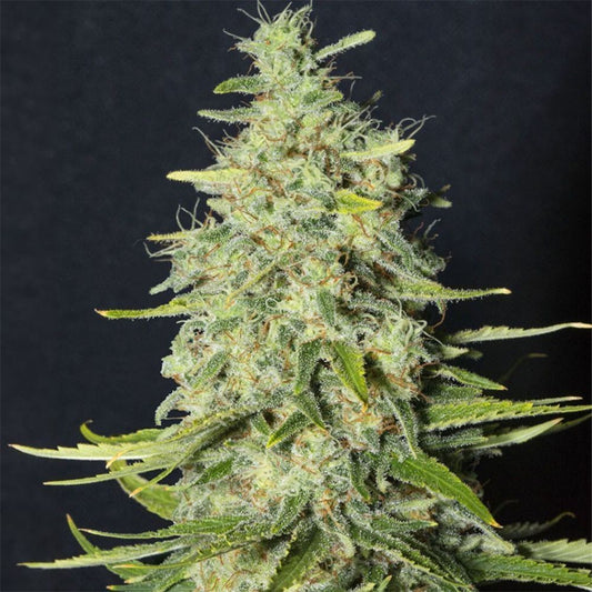 Monster CBD feminisierte Cannabissamen