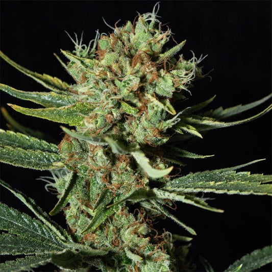 Only CBD feminisierte Cannabissamen