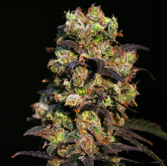 Pink Plant feminisierte Cannabissamen