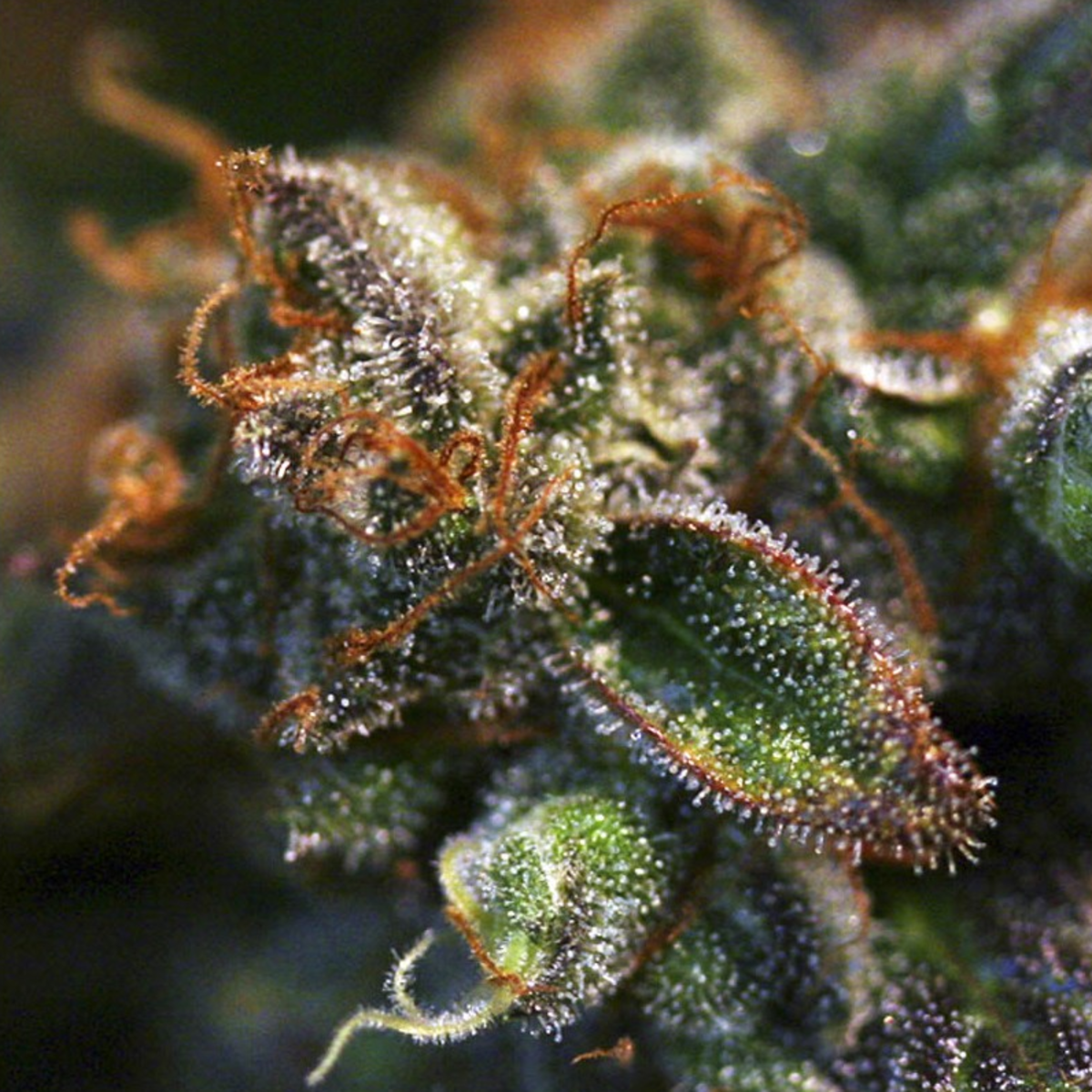 EVA Seeds Pink Plant Feminisierte Hanfsamen