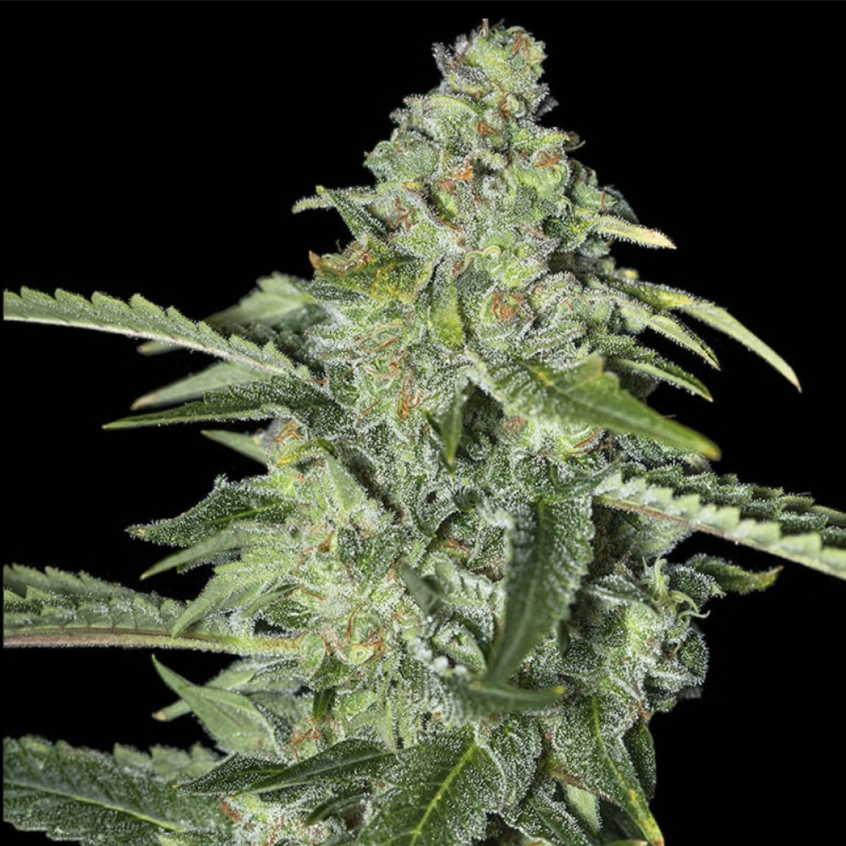 eva-seeds-tnt-kush-cbd-feminisierte-hanfsamen
