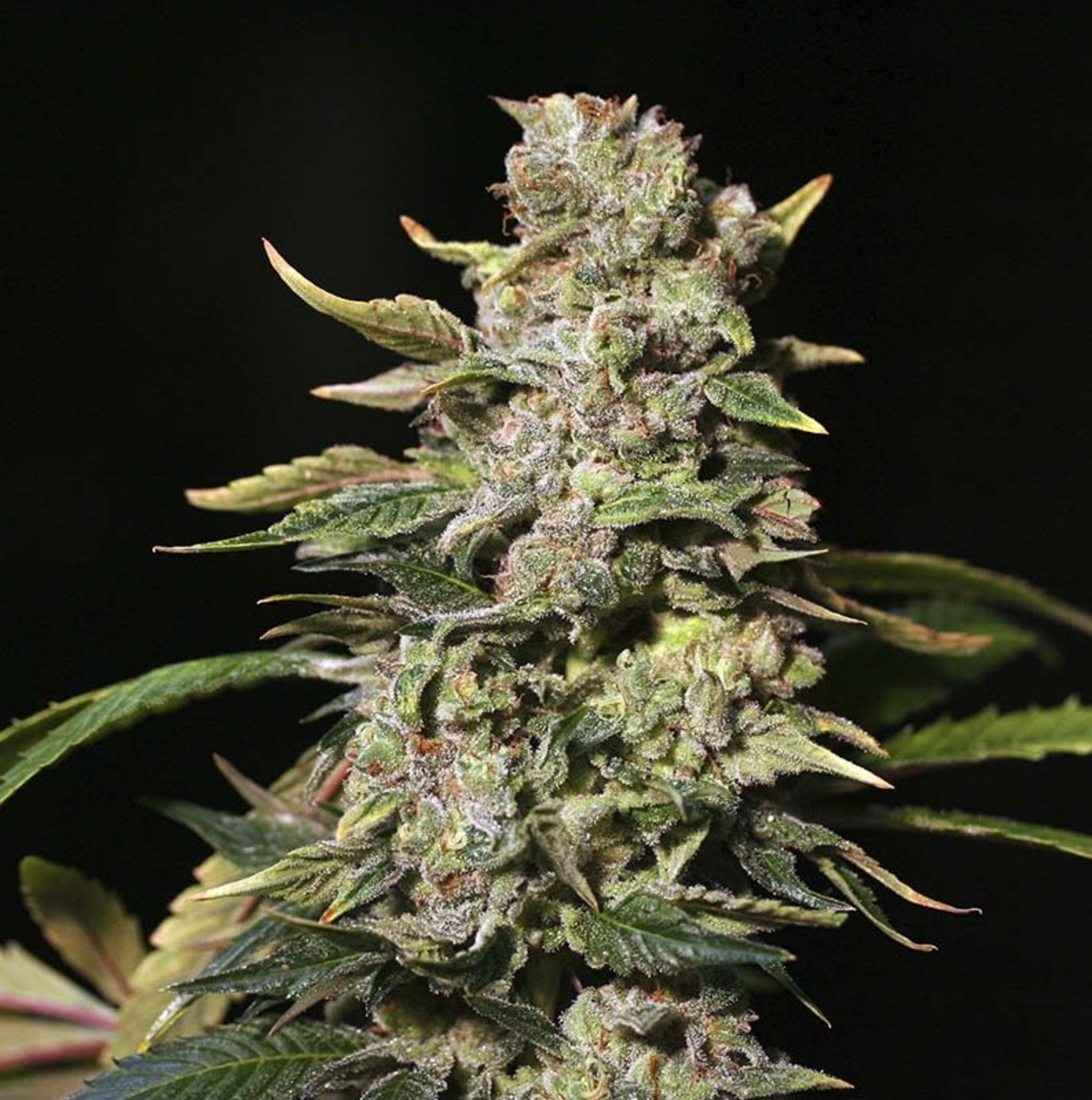 TNT Kush feminisierte Cannabissamen