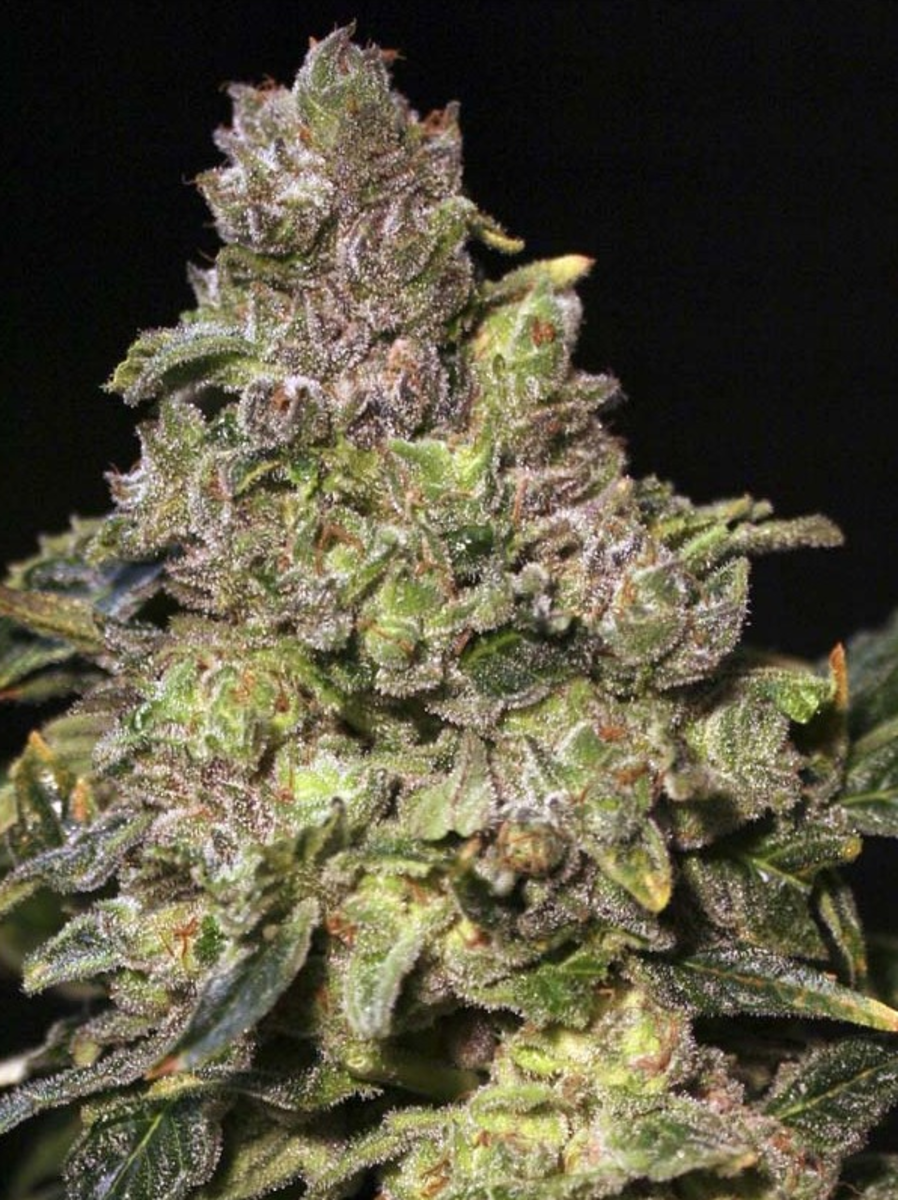 EVA Seeds TNT Kush Feminisierte Hanfsamen