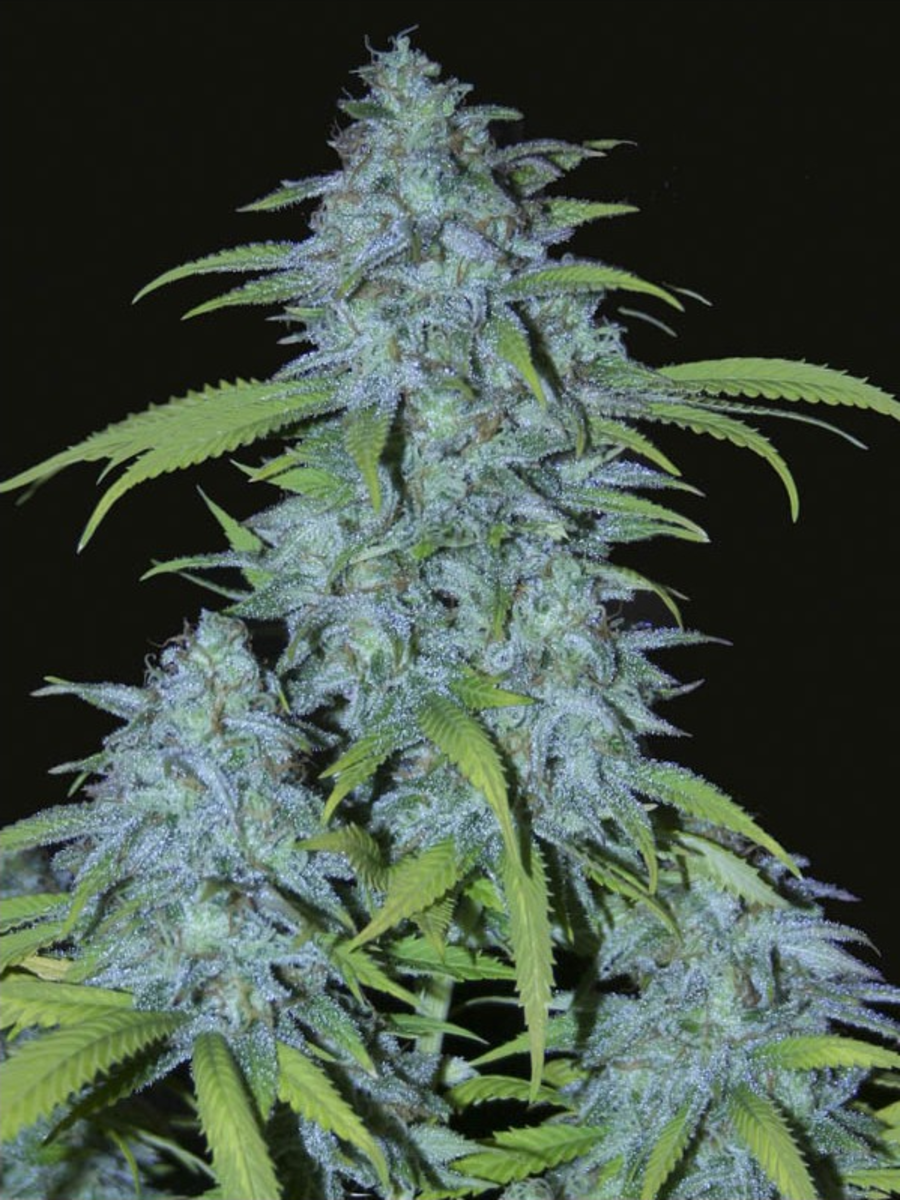 EVA Seeds Veneno Feminisierte Hanfsamen