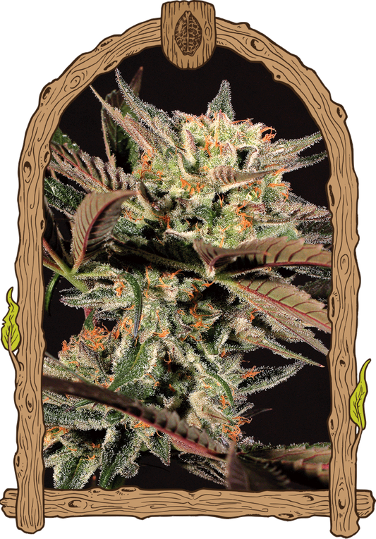 Exotic Seeds Amnesia Nr. 7 Feminisierte Hanfsamen