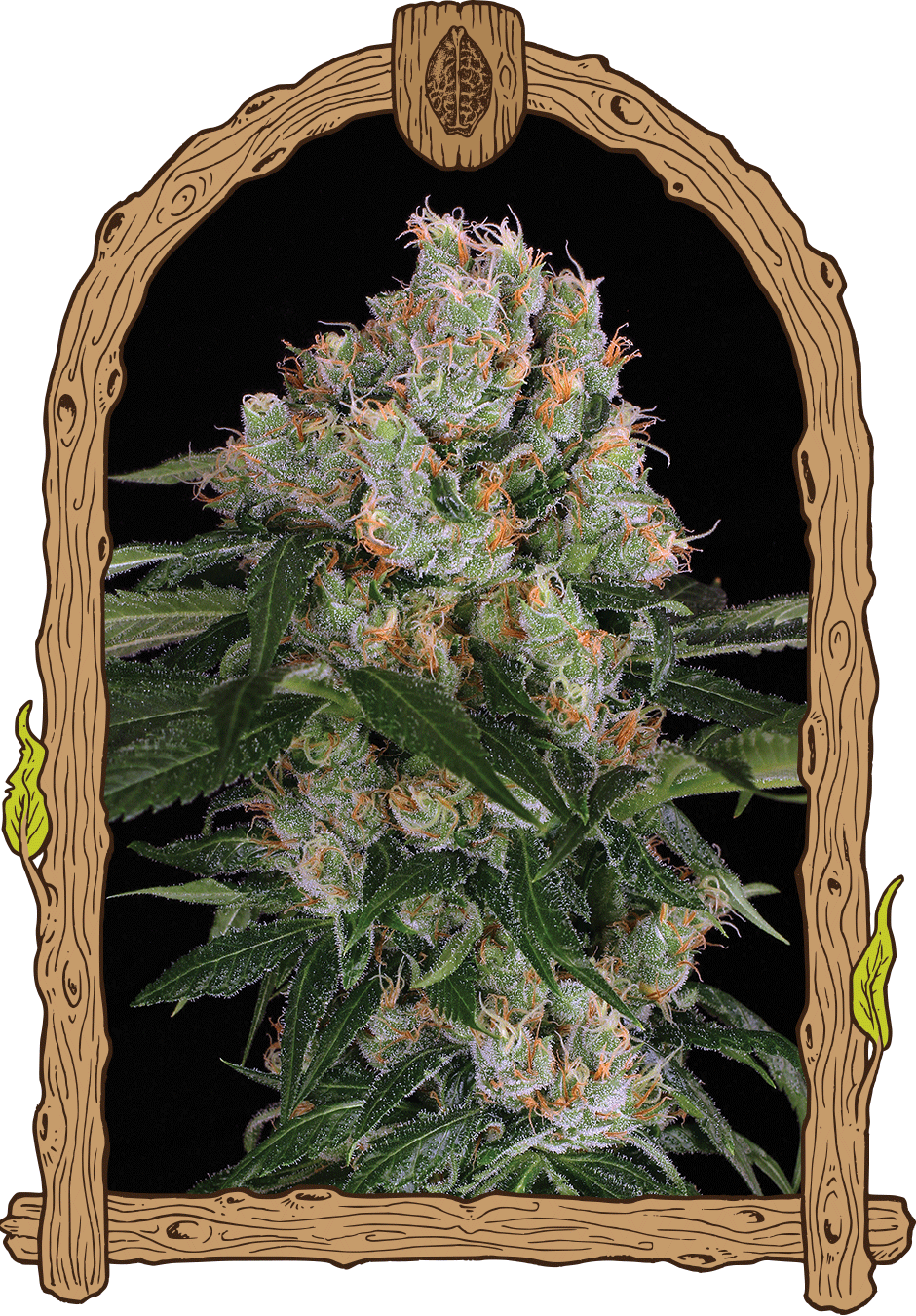 Exotic Seeds Artic Flurry Feminisierte Hanfsamen