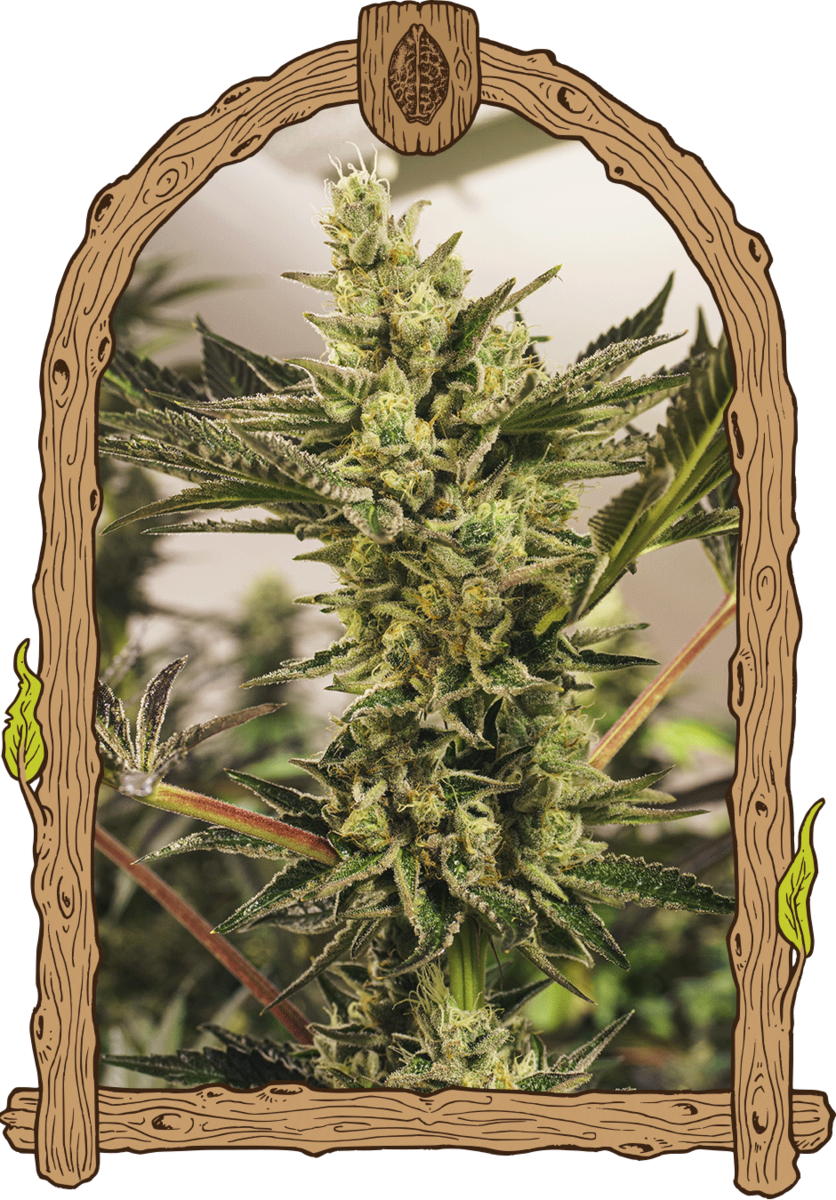 Exotic Seeds Banana Mash Automatic Hanfsamen