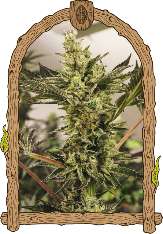 Exotic Seeds Banana Mash Automatic Hanfsamen