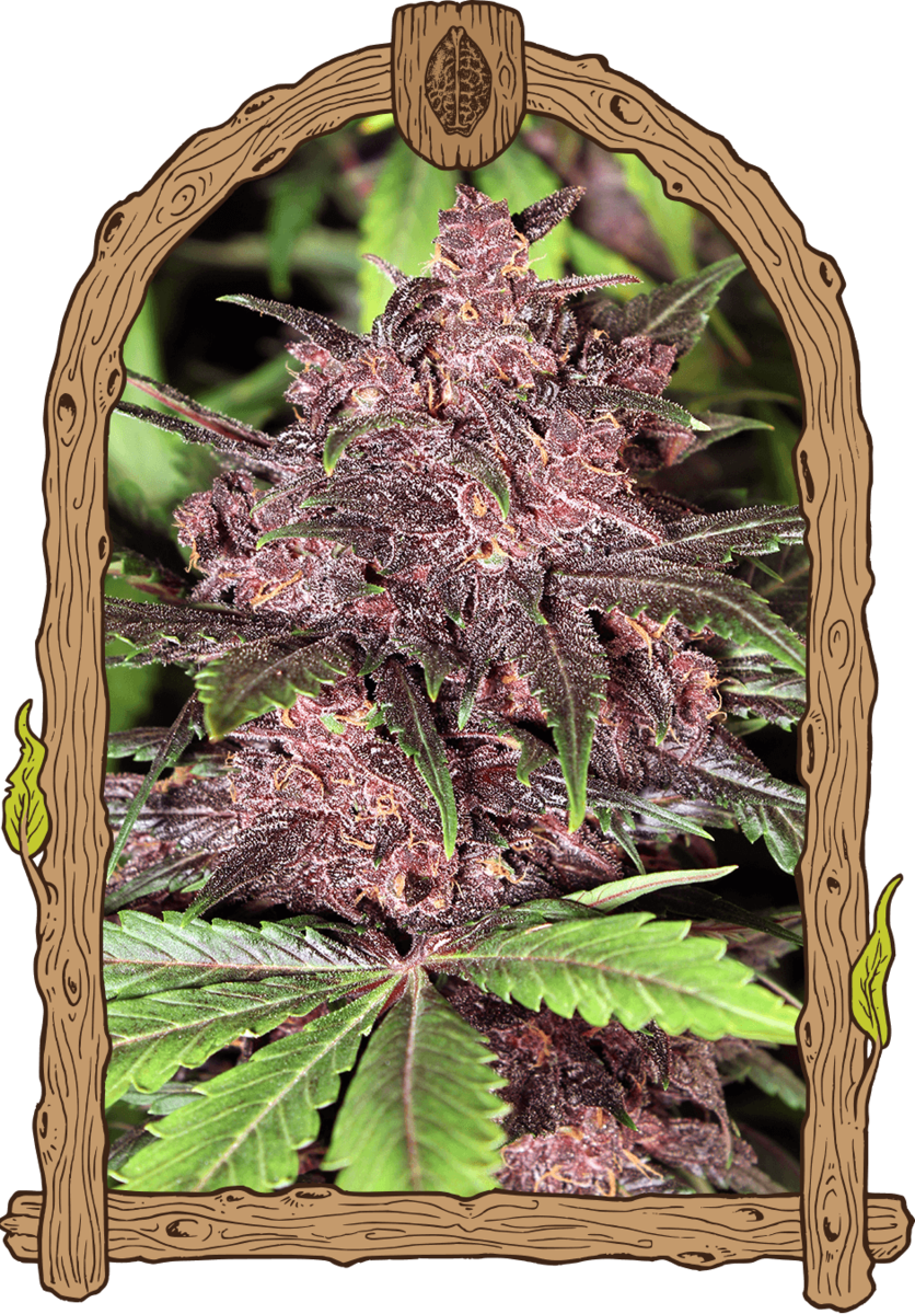 Exotic Seeds Black Haze Automatic Hanfsamen