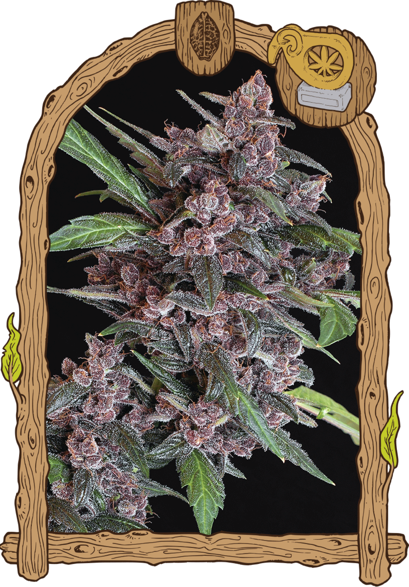 Exotic Seeds Black Lemon Automatic Hanfsamen