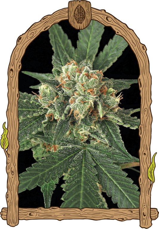 Exotic Seeds Purple Monkey Automatic Hanfsamen