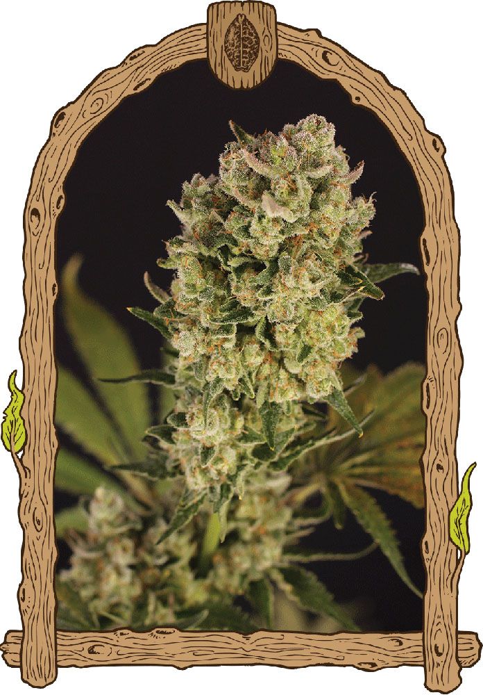 Exotic Seeds Candy Jungle Automatic Hanfsamen Blüte