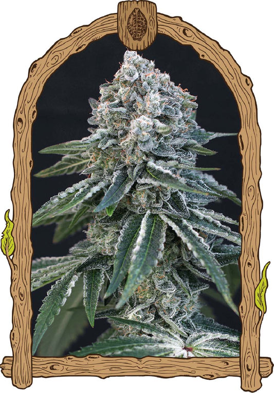Exotic Seeds Death Roll Feminisierte Hanfsamen Blüte