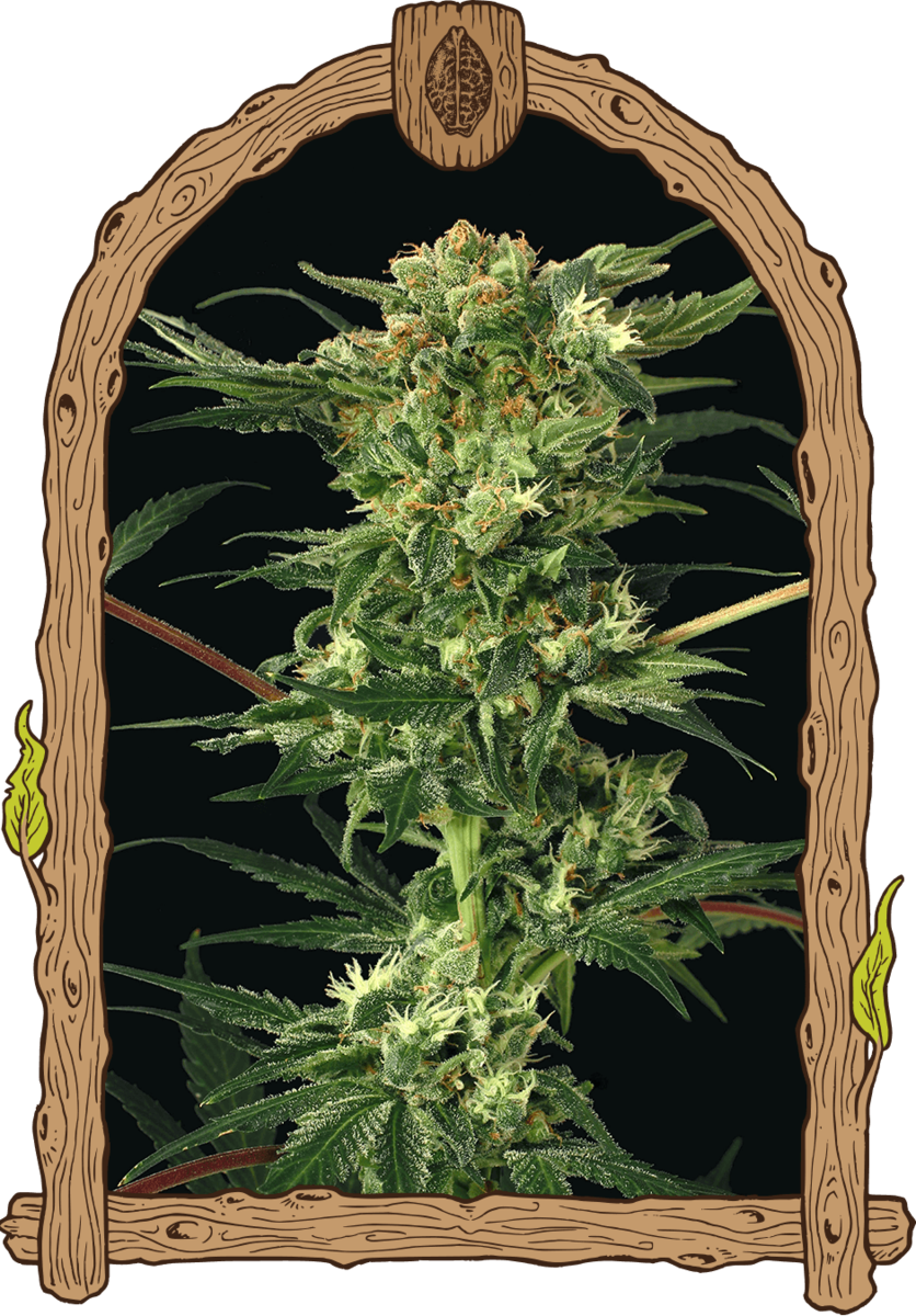 Exotic Seeds Devil Kush Reguläre Hanfsamen