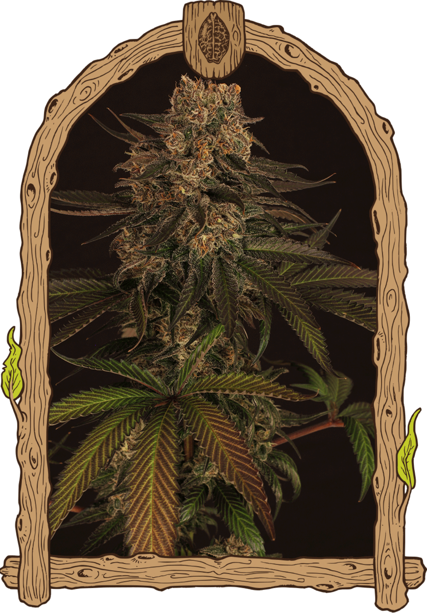 Exotic Seeds Exotic Colours Feminisierte Hanfsamen