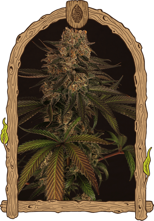 Exotic Seeds Exotic Colours Feminisierte Hanfsamen