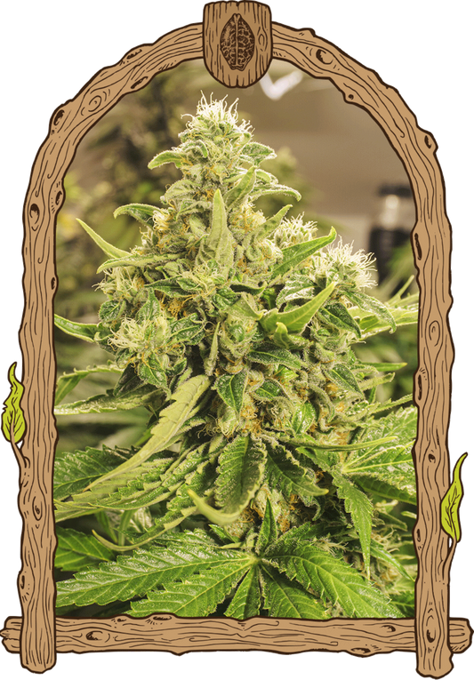Exotic Seeds Exotic Pure CBG Feminisierte Hanfsamen