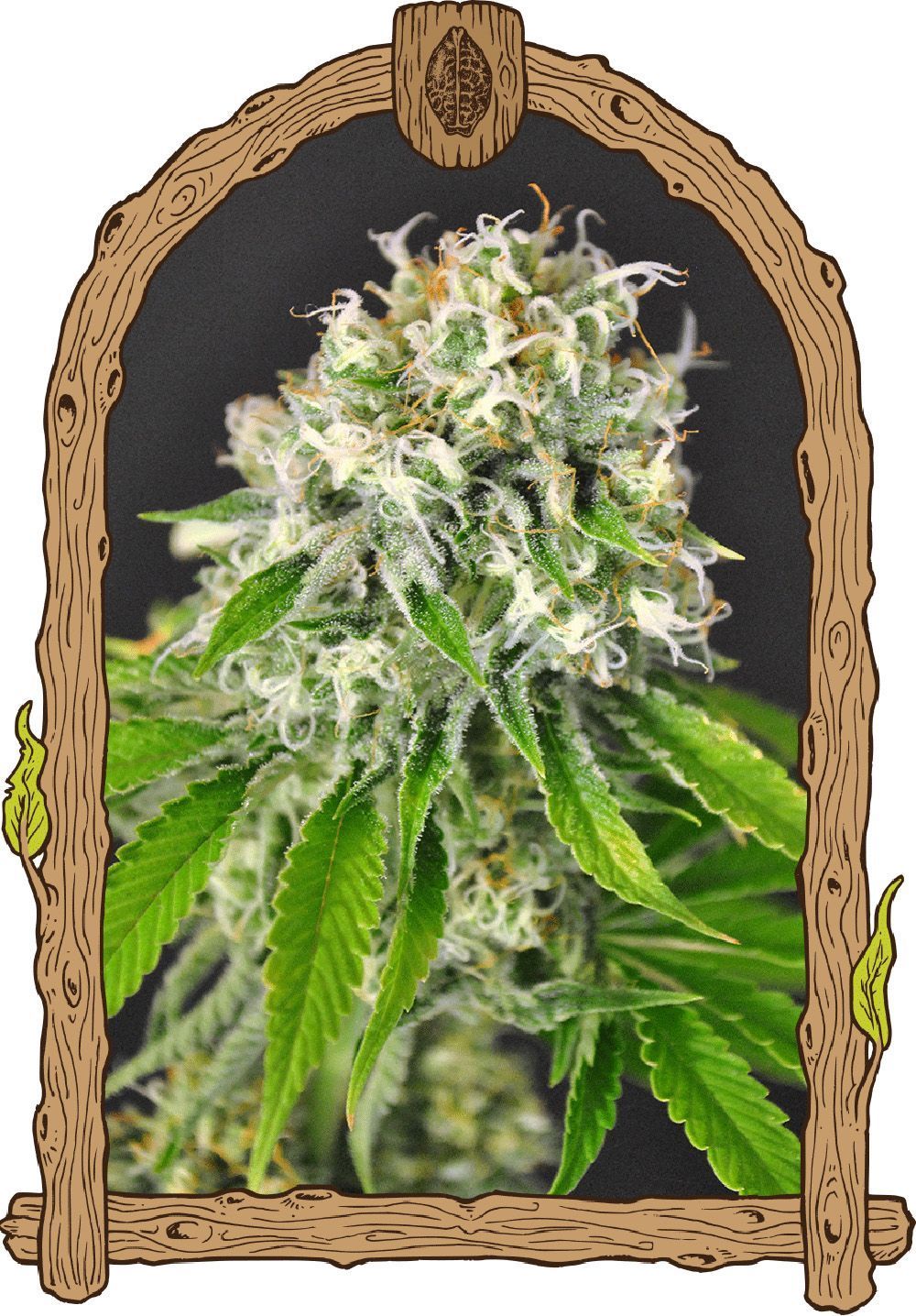 Exotic Seeds Exotic Seeds Feminisierte Hanfsamen Cannabisblüte