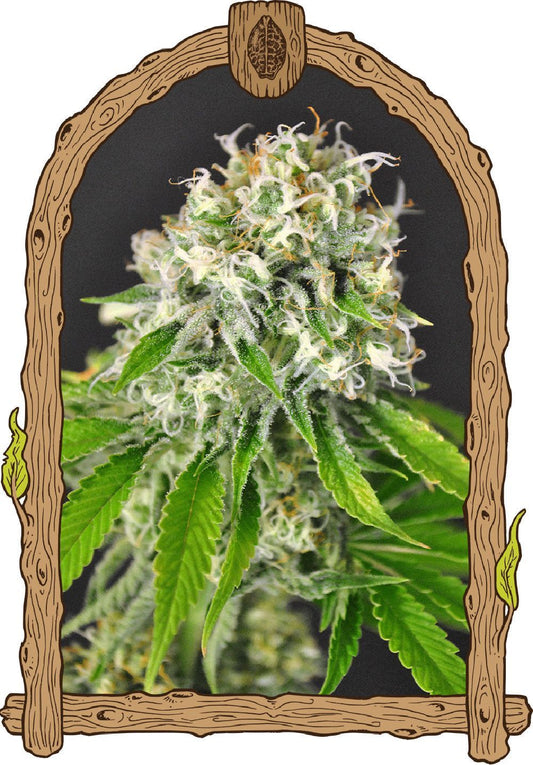 Exotic Seeds Exotic Seeds Feminisierte Hanfsamen Cannabisblüte