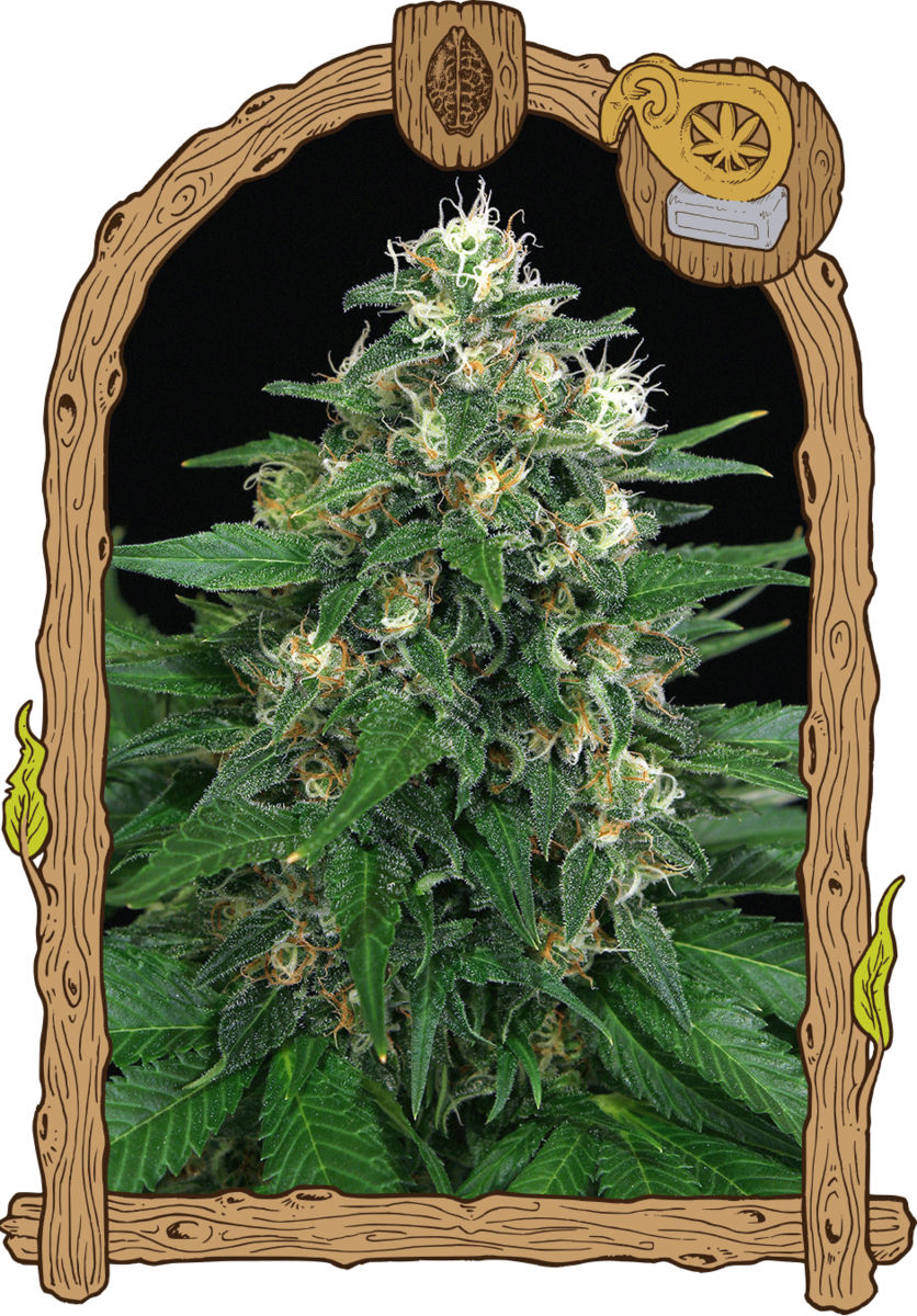 Exotic Seeds Exotic Thai Feminisierte Hanfsamen